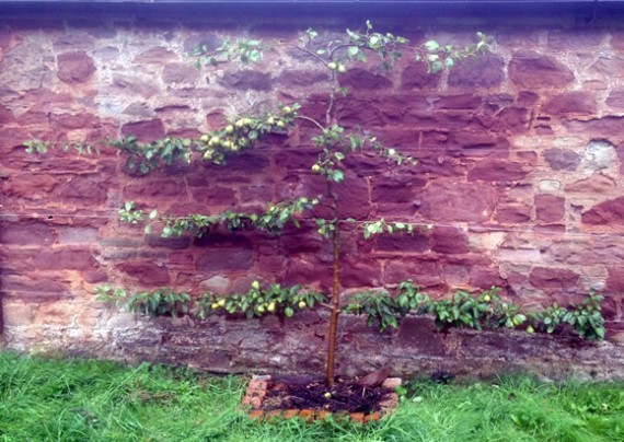 Espalier pear tree