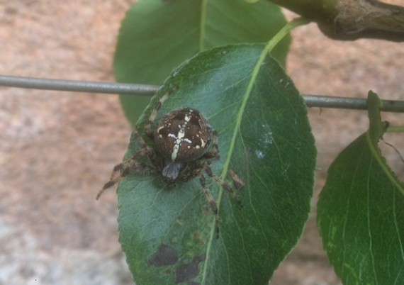 European Garden Spider