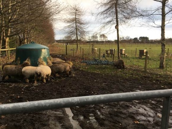 ewes