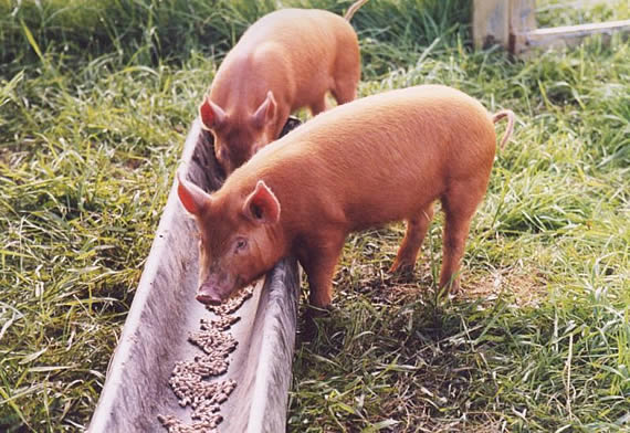 Feeding weaners in a trough