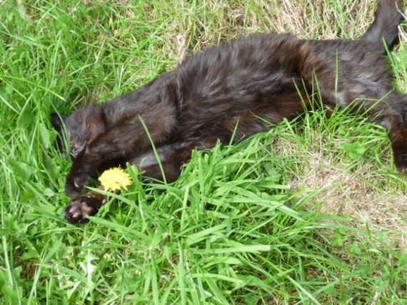 Felix asleep in the grass