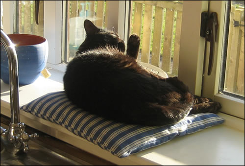 Felix on his cushion