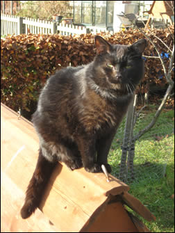 Felix on the hen ark