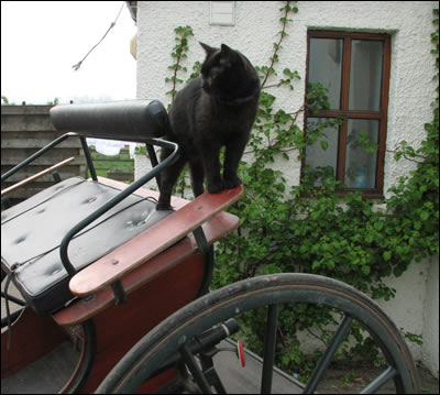 Felix on the cart