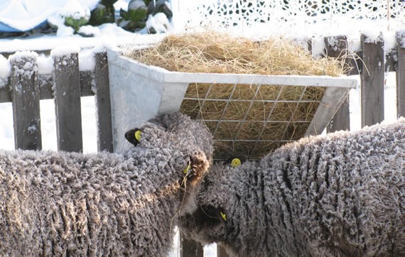 Fence-mounted hayrack