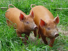 Ourt first Tamworth weaners