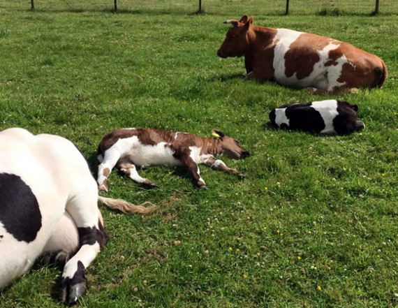 Flat out calves