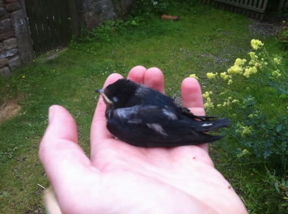 Fledgling swallow