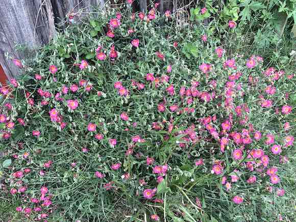 flowers