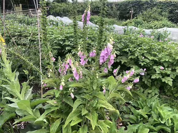 foxglove