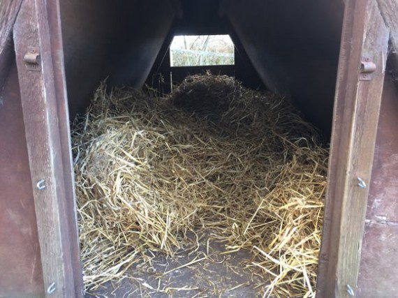 Fresh pig bedding