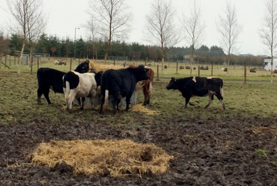 Fresh straw for the steers