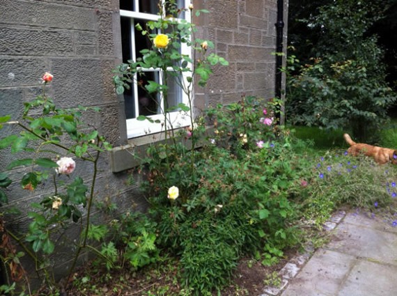 Front garden bed