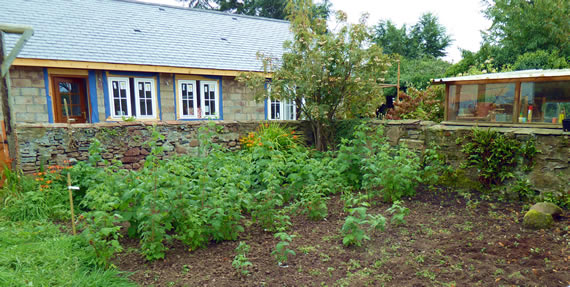 Raspberries in the fruit garden