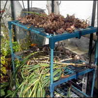 Shallots and garlic drying