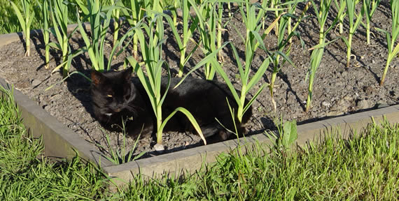 Garlic growing under guard