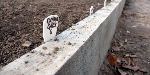 Garlic planted