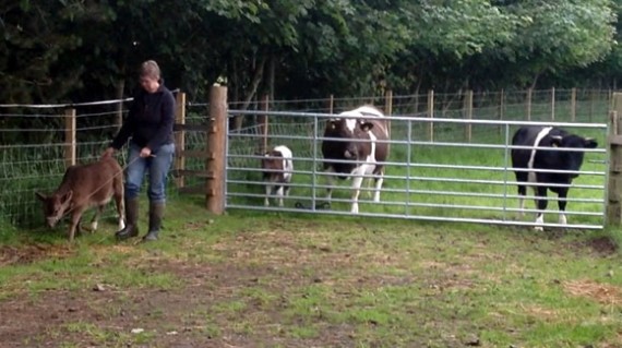 Halter training George