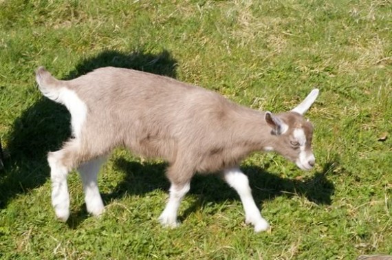 British Toggenburg Kid