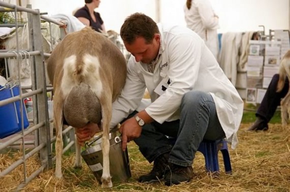 Milking a British Toggenburg