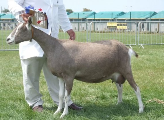 British Toggenburg