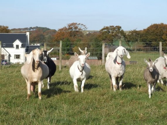 Goat fencing