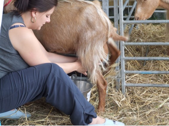 Milking a Golden Guernsey