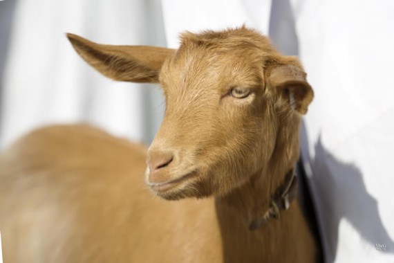 Golden Guernsey Goat