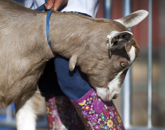 Toggenburg Goat