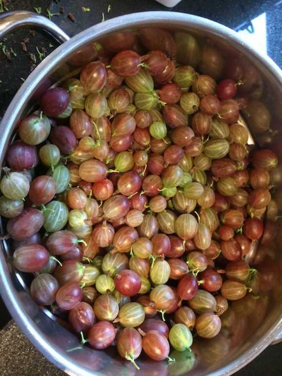 gooseberries