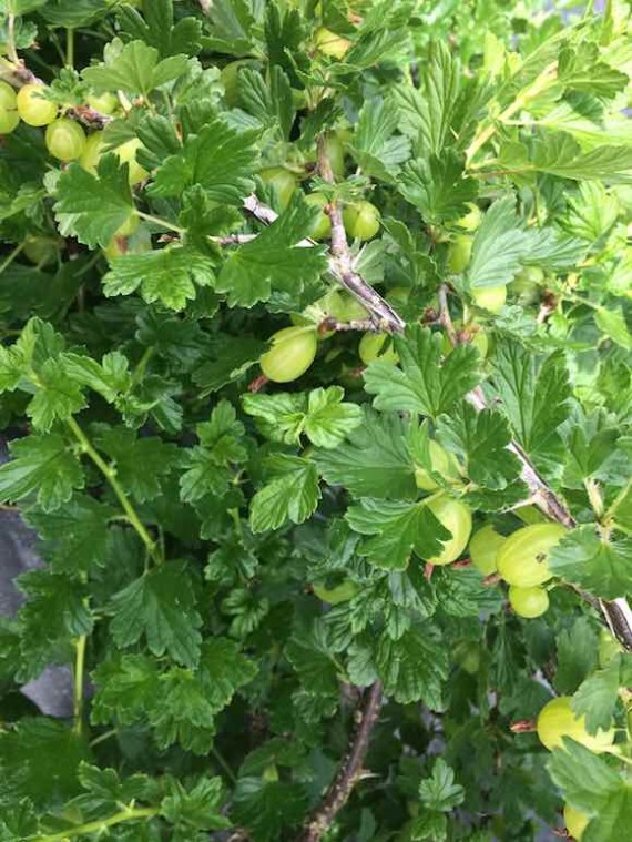 gooseberries