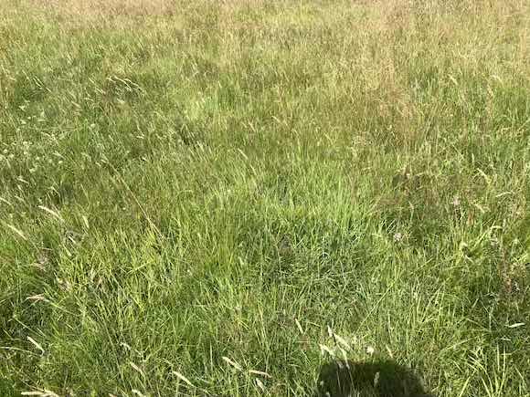 grass