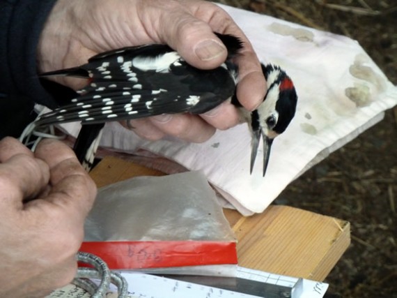 Great Spotted Woodpecker