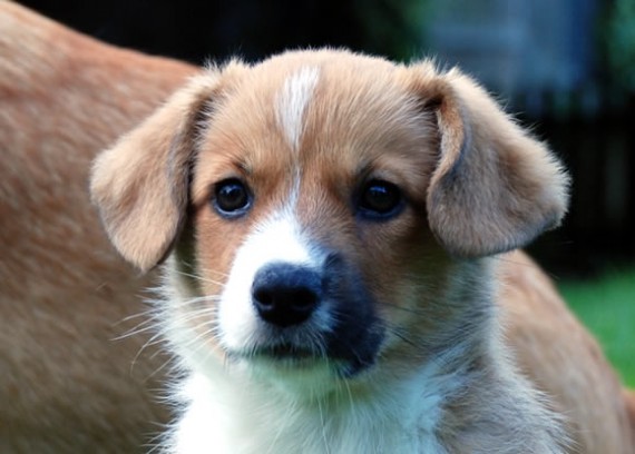 Gwenna, Cardigan Welsh Corgi