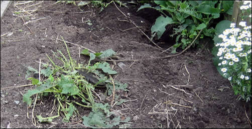 Hen-hammered comfrey