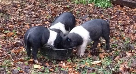 Hampshire weaners