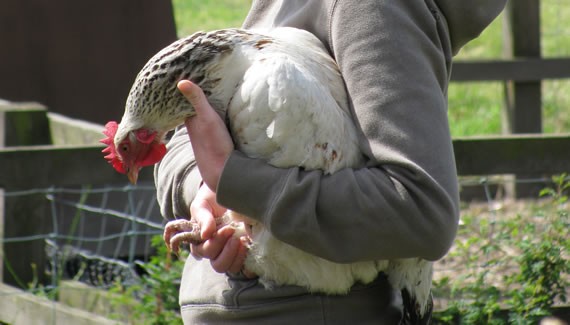 Handling a hen