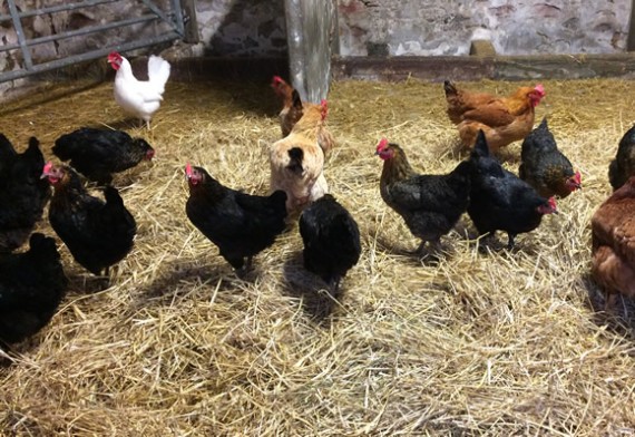 Happy byre chooks