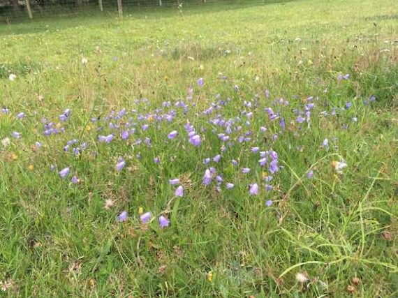 harebells