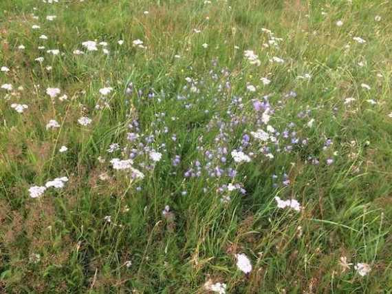 harebells