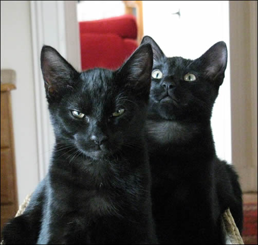 Harry and Bertie