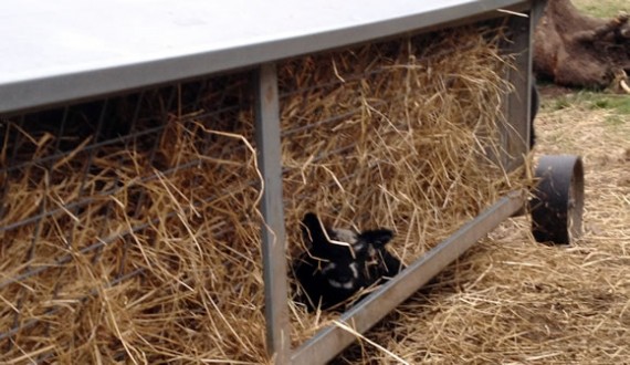 Hayrack lamb