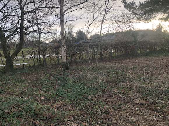 hedge