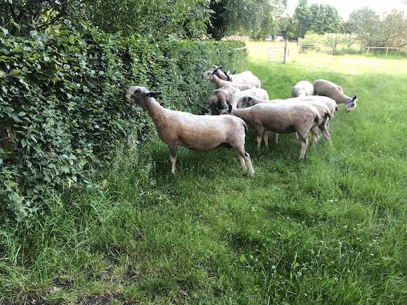 sheep