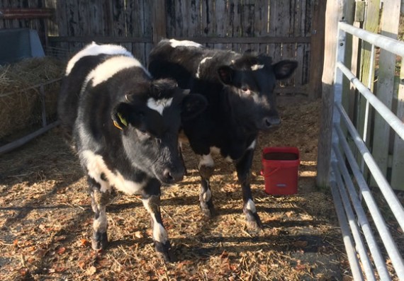 Heifers weaned