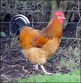 Henry, Buff Sussex cockerel