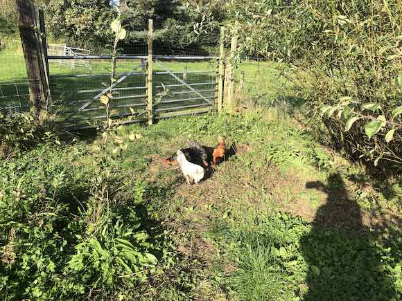hens