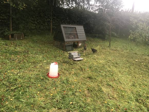 hens