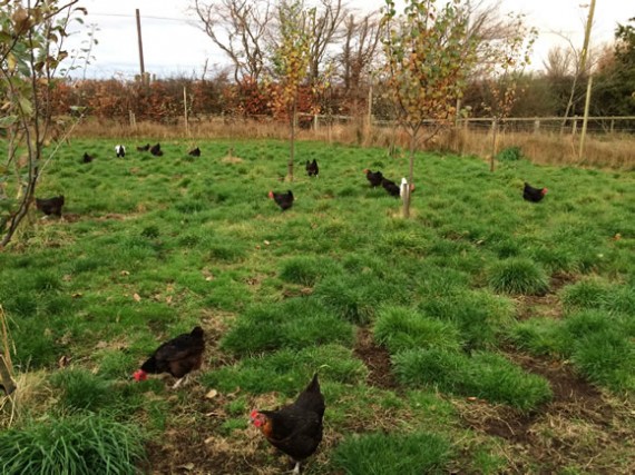 Hens December 2016