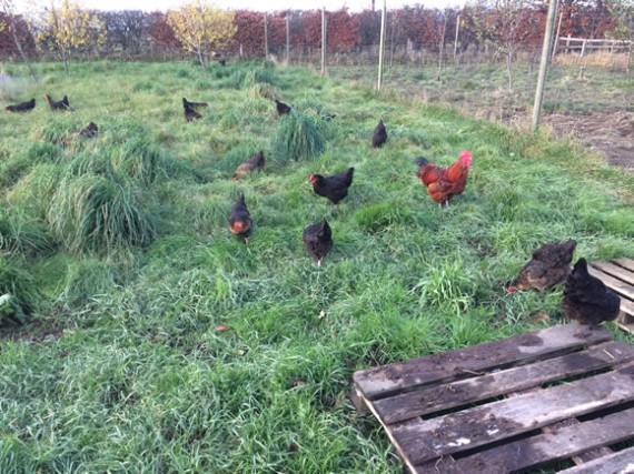 Fresh grass for hens